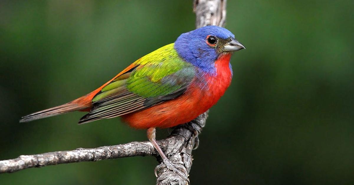 Photograph of the unique Painted Bunting, known scientifically as Passerina ciris.