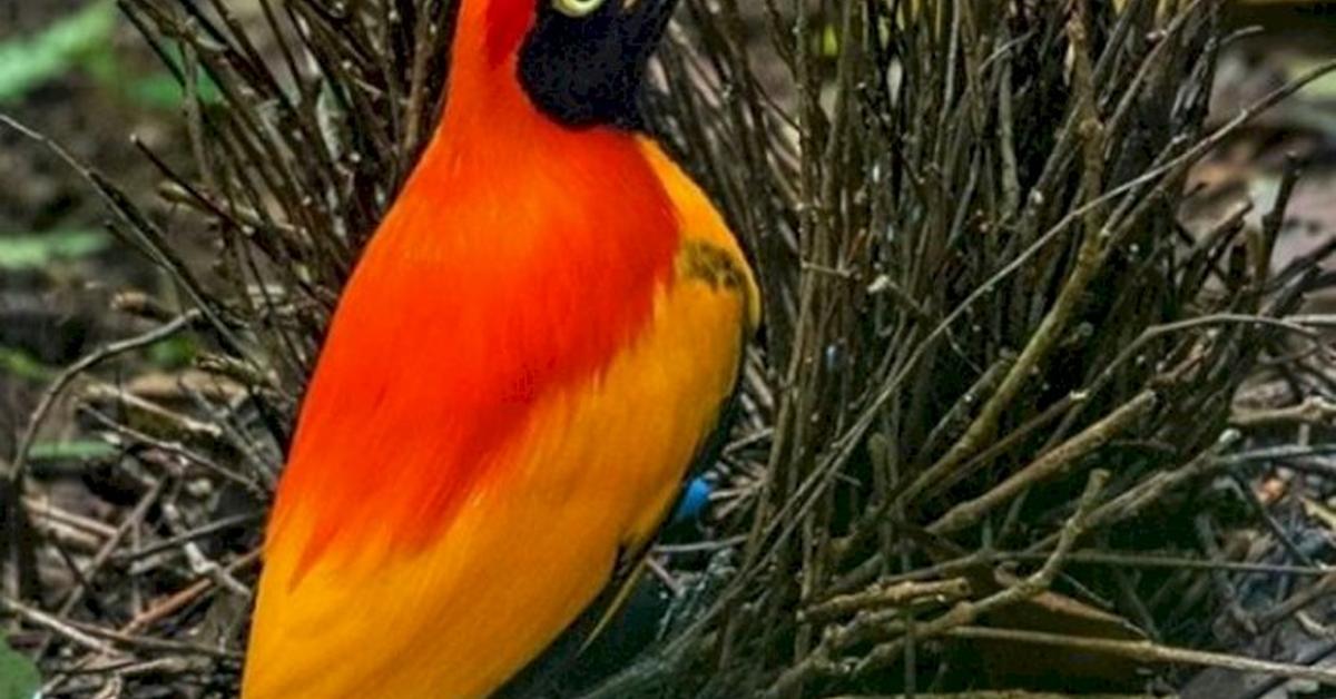 Elegant Painted Bunting in its natural habitat, called Burung Pintar in Indonesia.