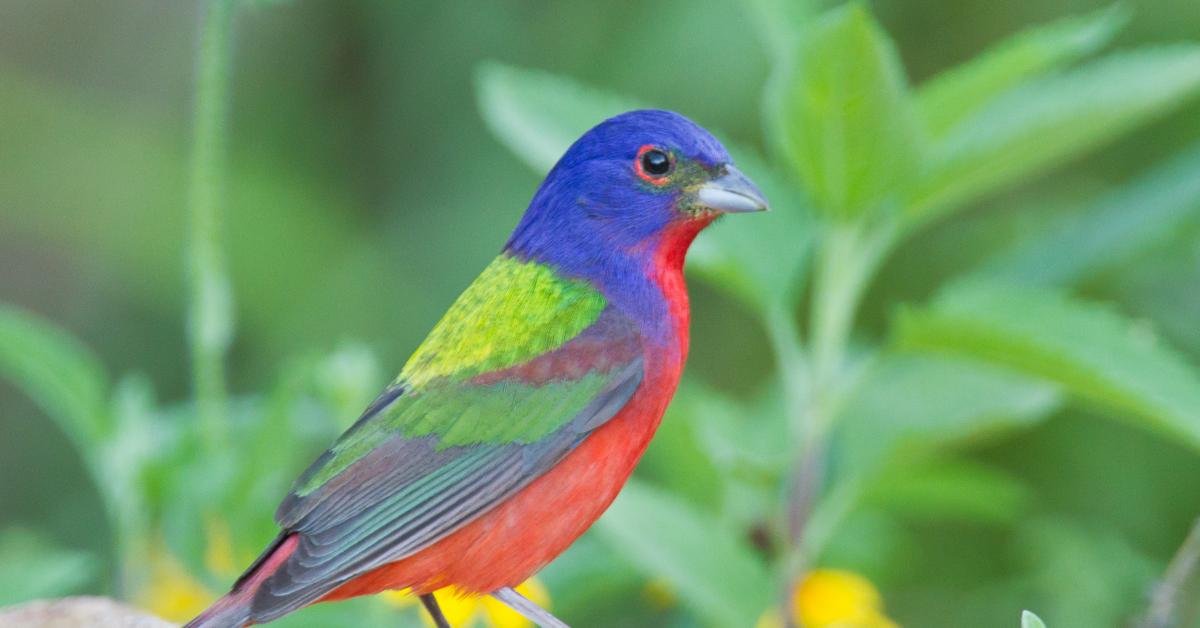 A beautiful representation of the Painted Bunting, scientifically Passerina ciris.