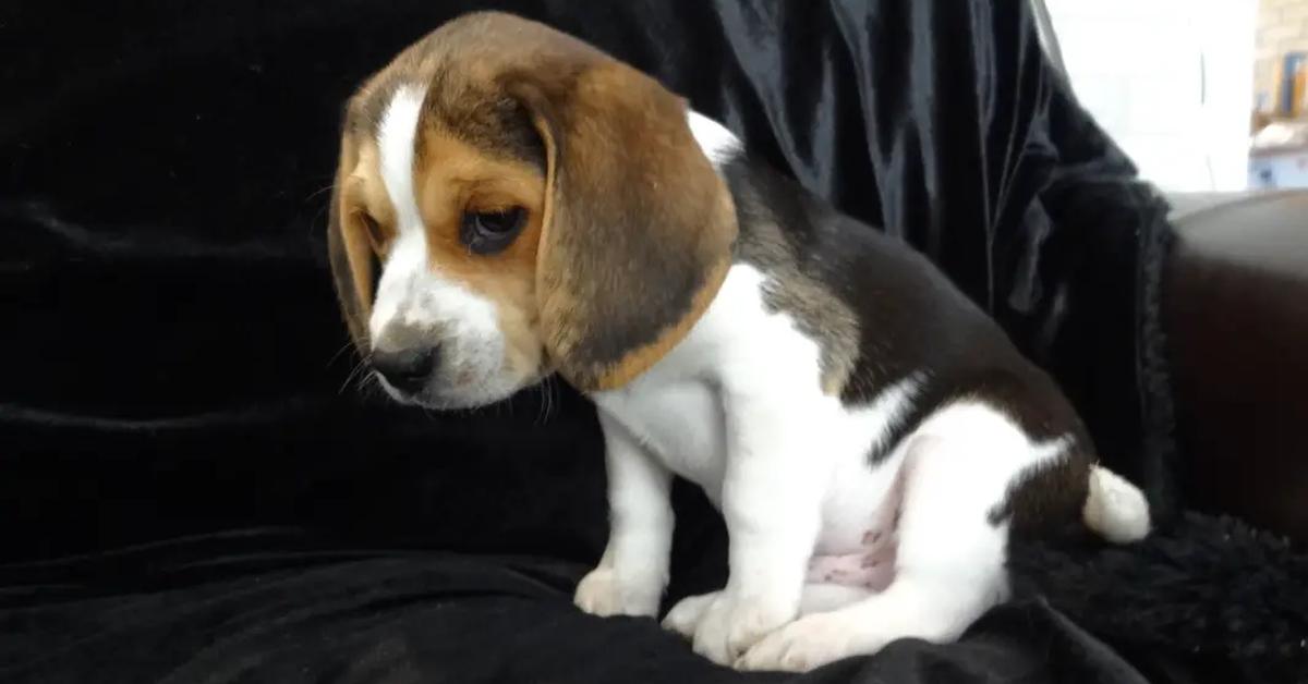 Image showcasing the Pocket Beagle, known in Indonesia as Beagle Saku.