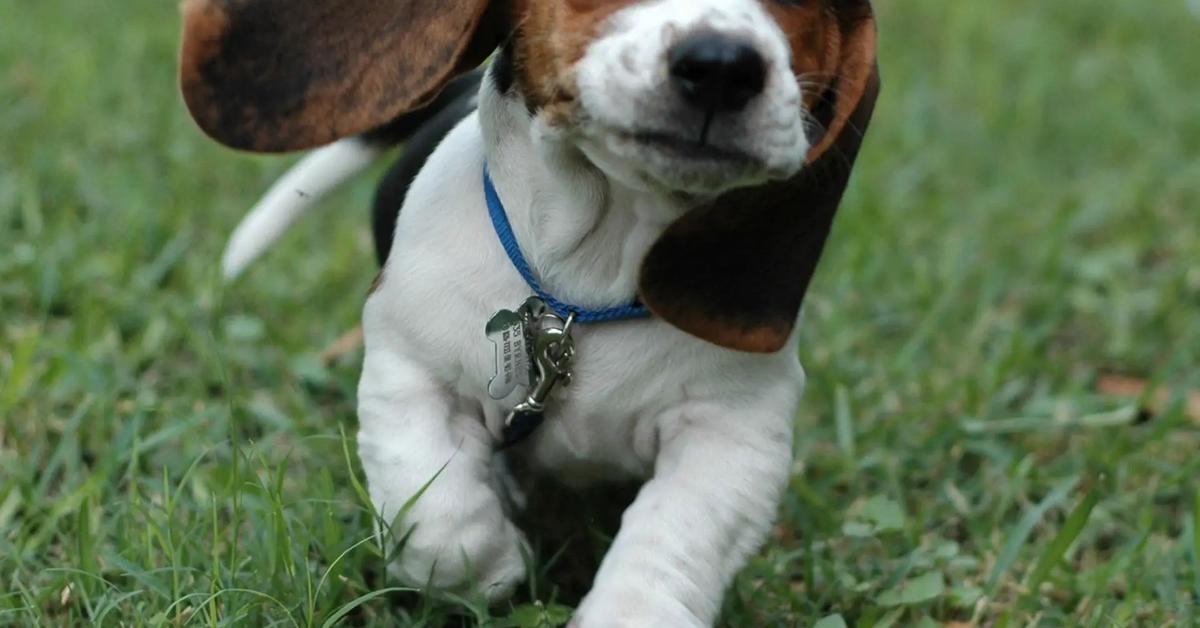 Insightful look at the Pocket Beagle, known to Indonesians as Beagle Saku.