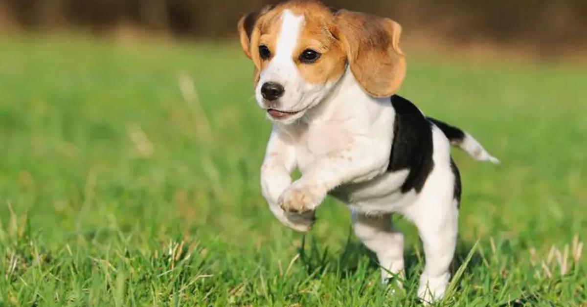 Striking appearance of the Pocket Beagle, known in scientific circles as Canis lupus.