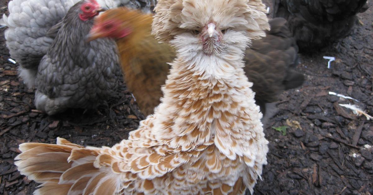 Photograph of the unique Polish Chicken, known scientifically as Gallus gallus domesticus.