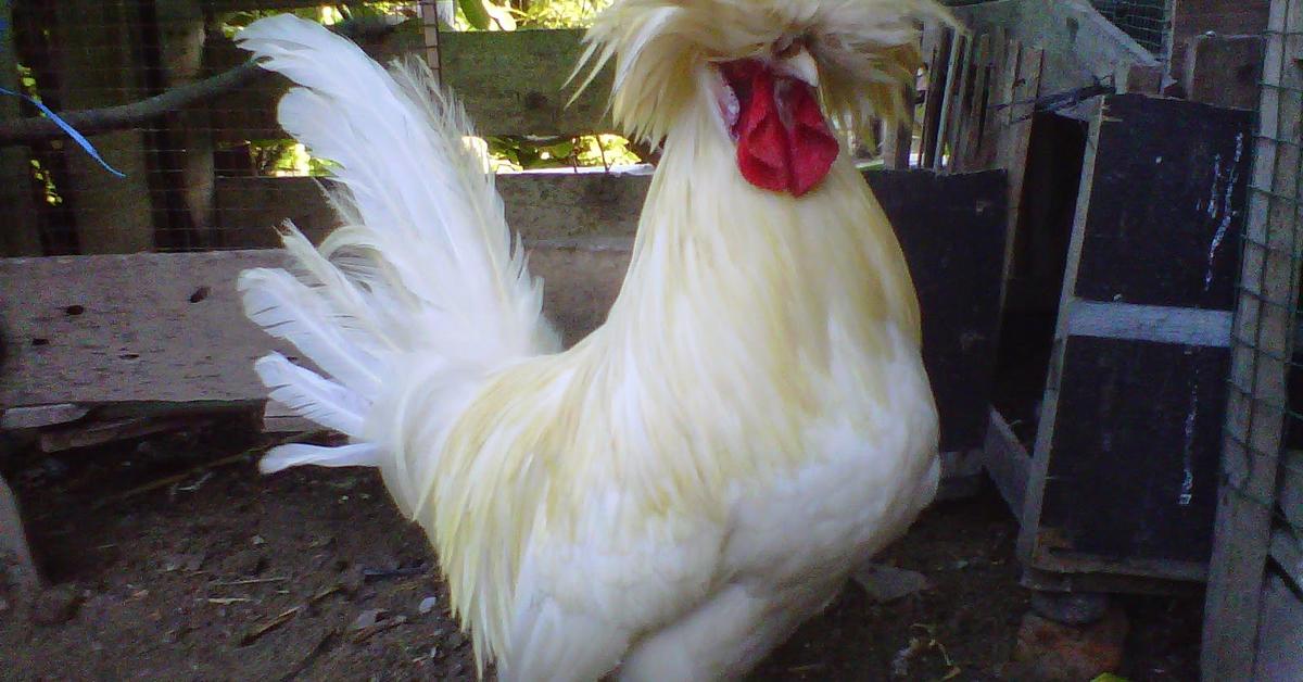 Elegant Polish Chicken in its natural habitat, called Ayam Polandia in Indonesia.