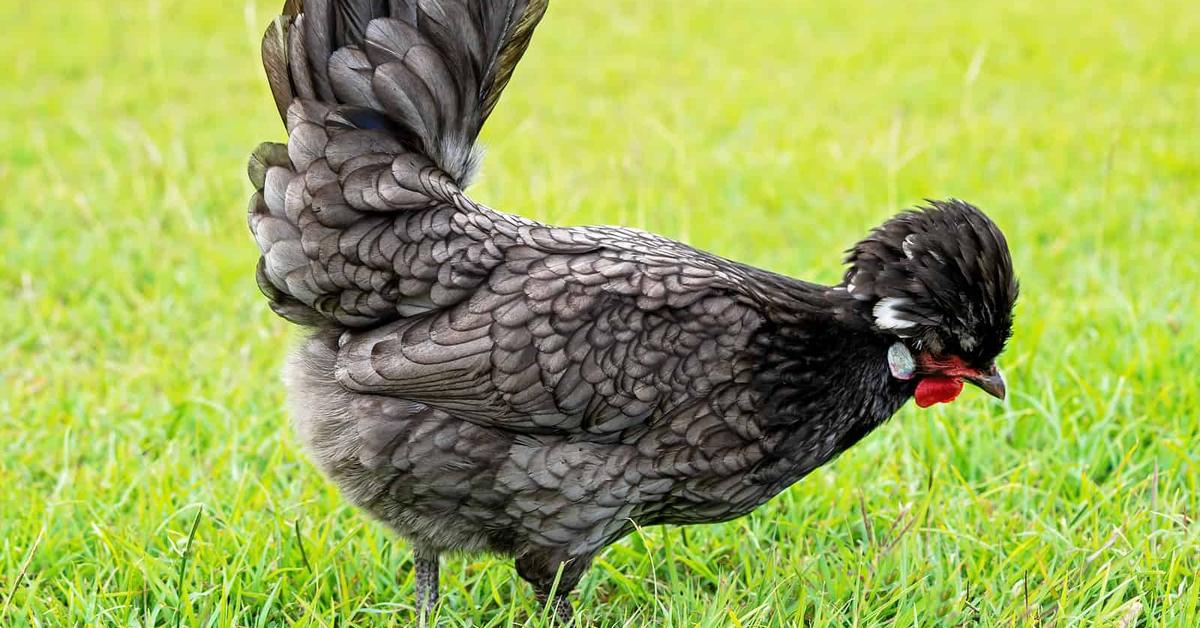 Portrait of a Polish Chicken, a creature known scientifically as Gallus gallus domesticus.