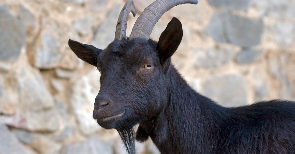 Graceful Pygora Goat, a creature with the scientific name Capra aegagrus hircus.