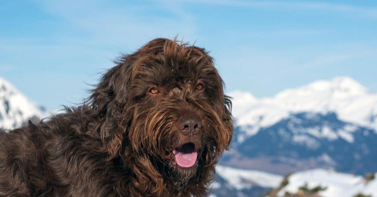 Image showcasing the Pudelpointer, known in Indonesia as Anjing Pudelpointer.