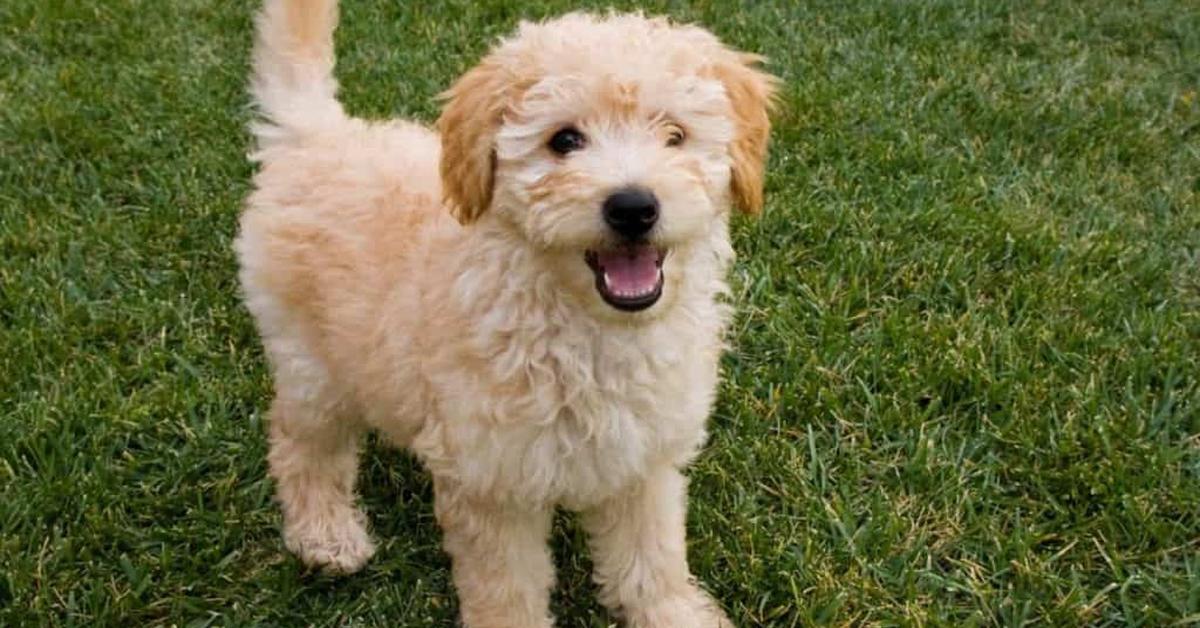 Splendid image of the Petite Goldendoodle, with the scientific name Canis lupus.