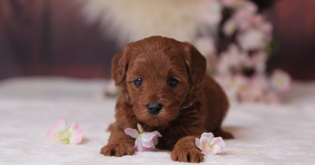 The Petite Goldendoodle, an example of Canis lupus, in its natural environment.