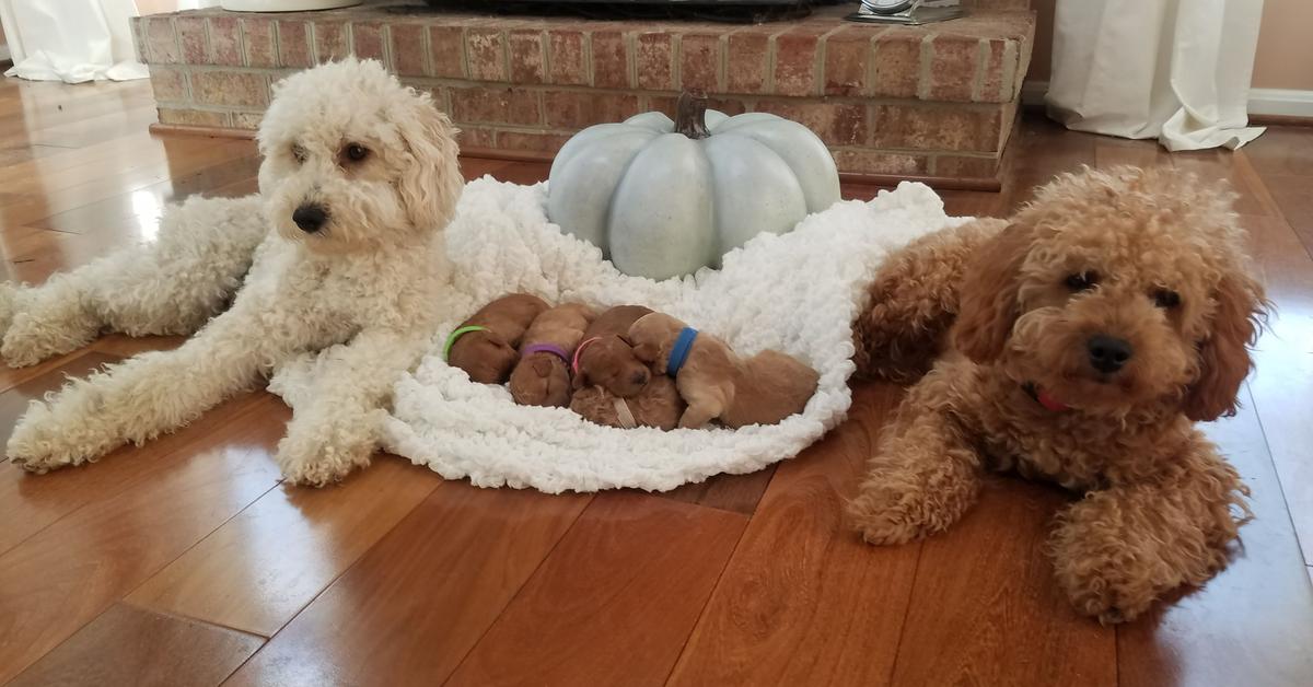 The remarkable Petite Goldendoodle (Canis lupus), a sight to behold.