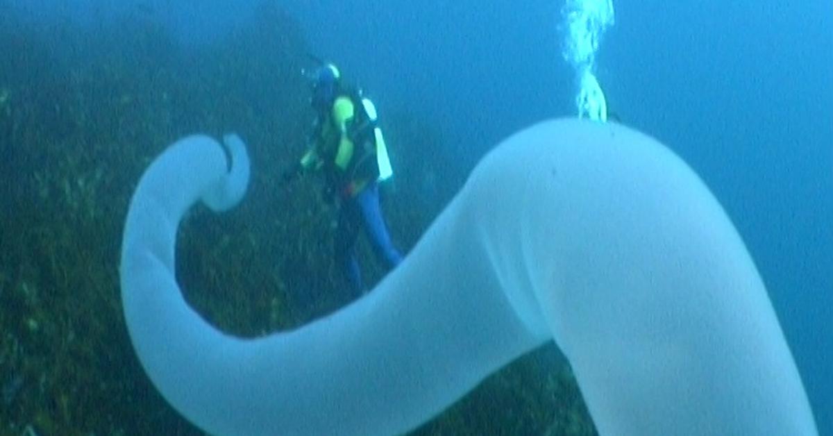 Photograph of the unique Pyrosome, known scientifically as Pyrosoma.