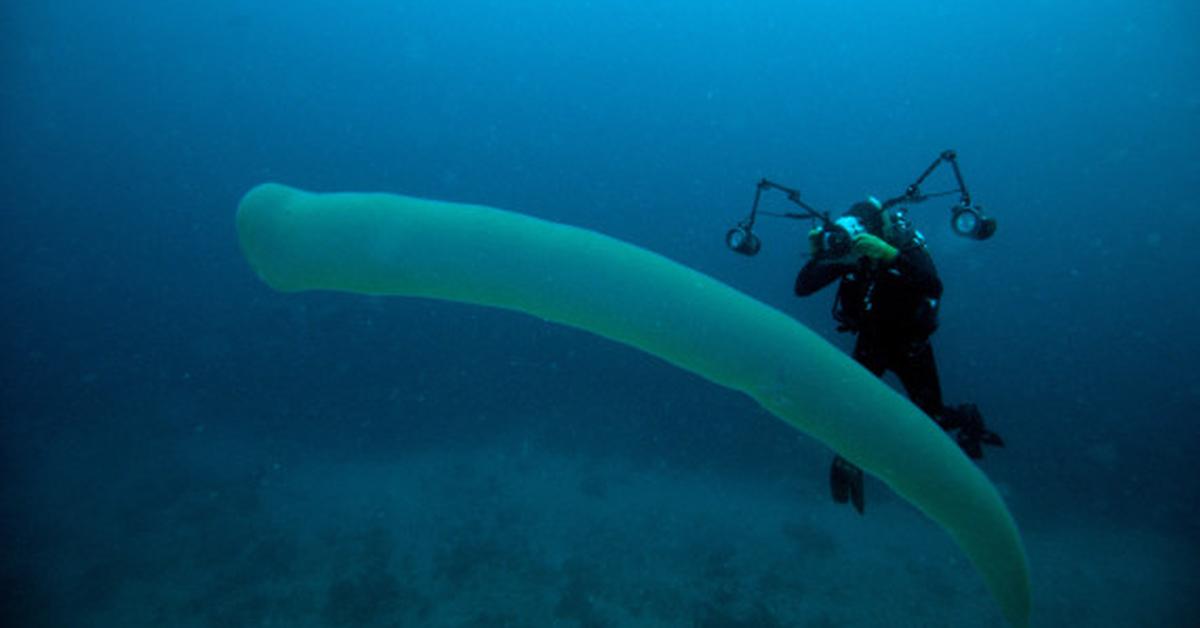 A beautiful representation of the Pyrosome, scientifically Pyrosoma.