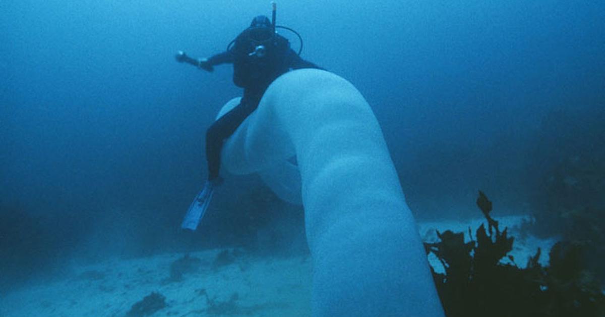 The Pyrosome, an example of Pyrosoma, in its natural environment.