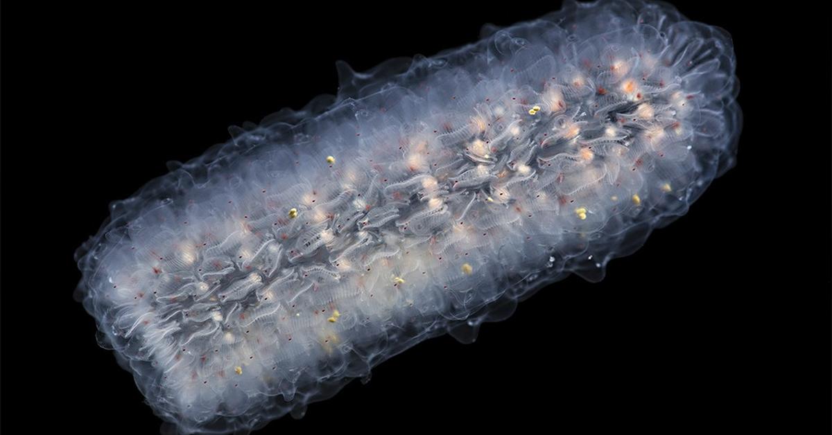 Charming view of the Pyrosome, in Indonesia referred to as Pyrosome.