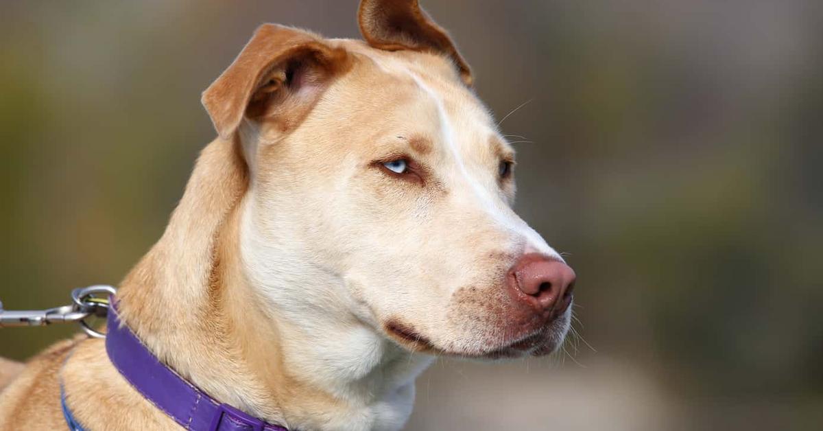 The majestic Pitsky, also called Anjing Pitsky in Indonesia, in its glory.