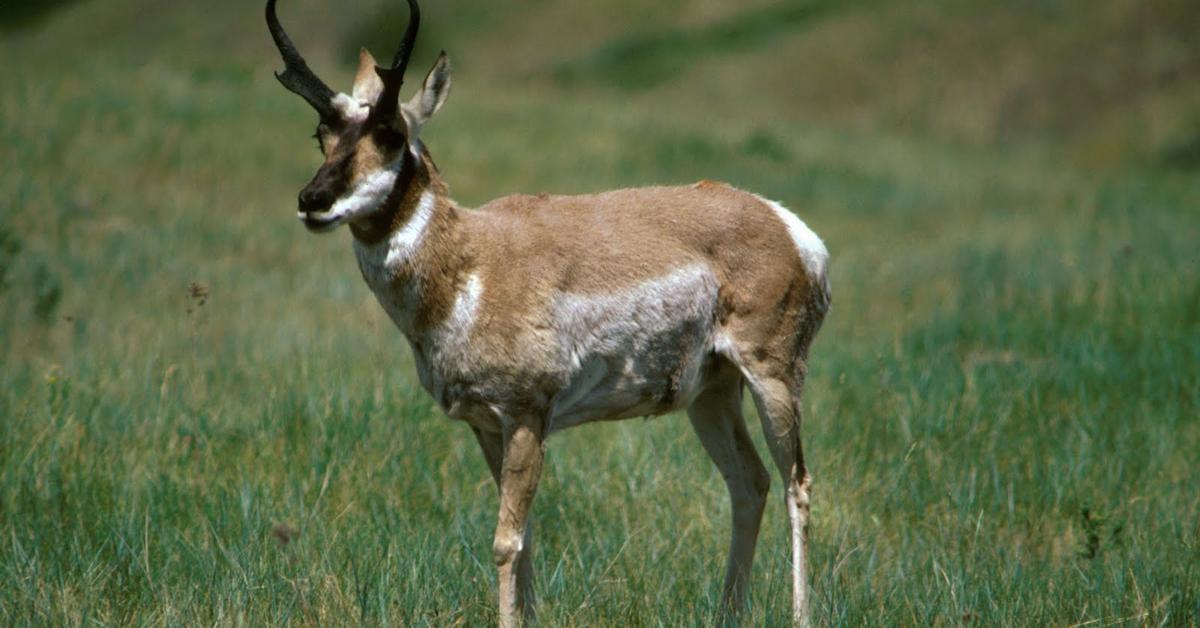 Vibrant snapshot of the Pronghorn, commonly referred to as Antelop Gunung in Indonesia.