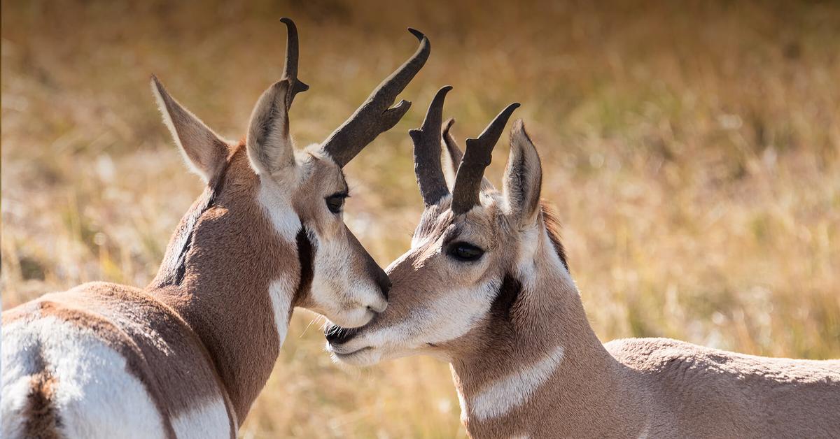 Captivating view of the Pronghorn, known in Bahasa Indonesia as Antelop Gunung.