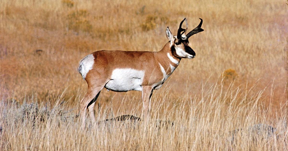 A look at the Pronghorn, also recognized as Antelop Gunung in Indonesian culture.