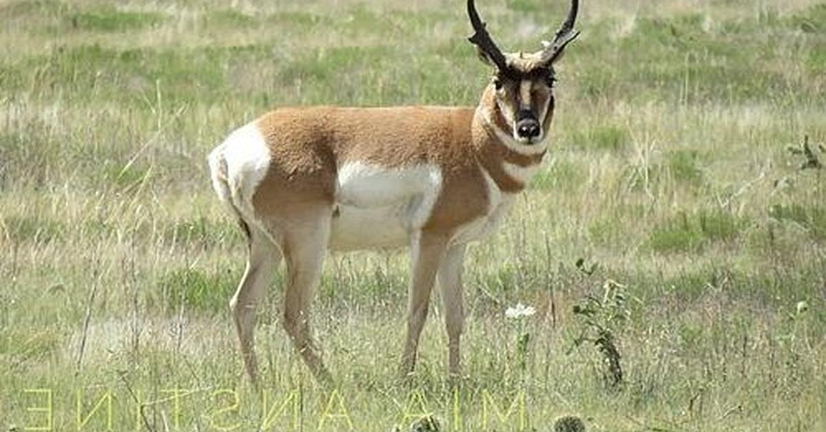 Picture of Pronghorn, known in Indonesia as Antelop Gunung.