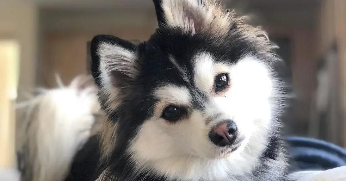 Enchanting Pomsky, a species scientifically known as Canis lupus.