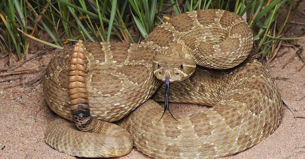 A look at the Prairie Rattlesnake, also recognized as Ular Berduri Padang Rumput in Indonesian culture.