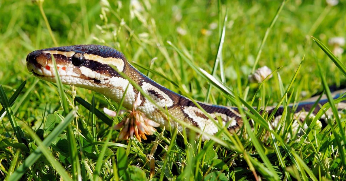 Insightful look at the Prairie Rattlesnake, known to Indonesians as Ular Berduri Padang Rumput.