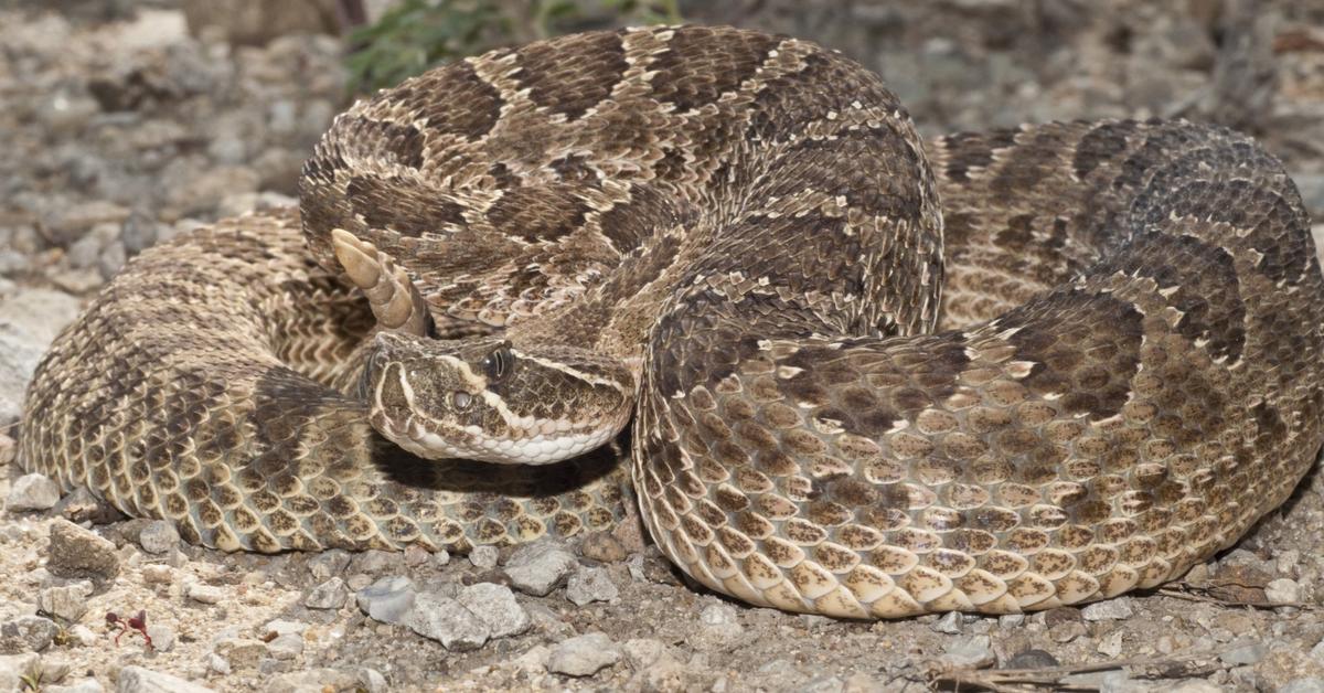 Detailed shot of the Prairie Rattlesnake, or Crotalus viridis, in its natural setting.