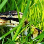 Close-up view of the Prairie Rattlesnake, known as Ular Berduri Padang Rumput in Indonesian.