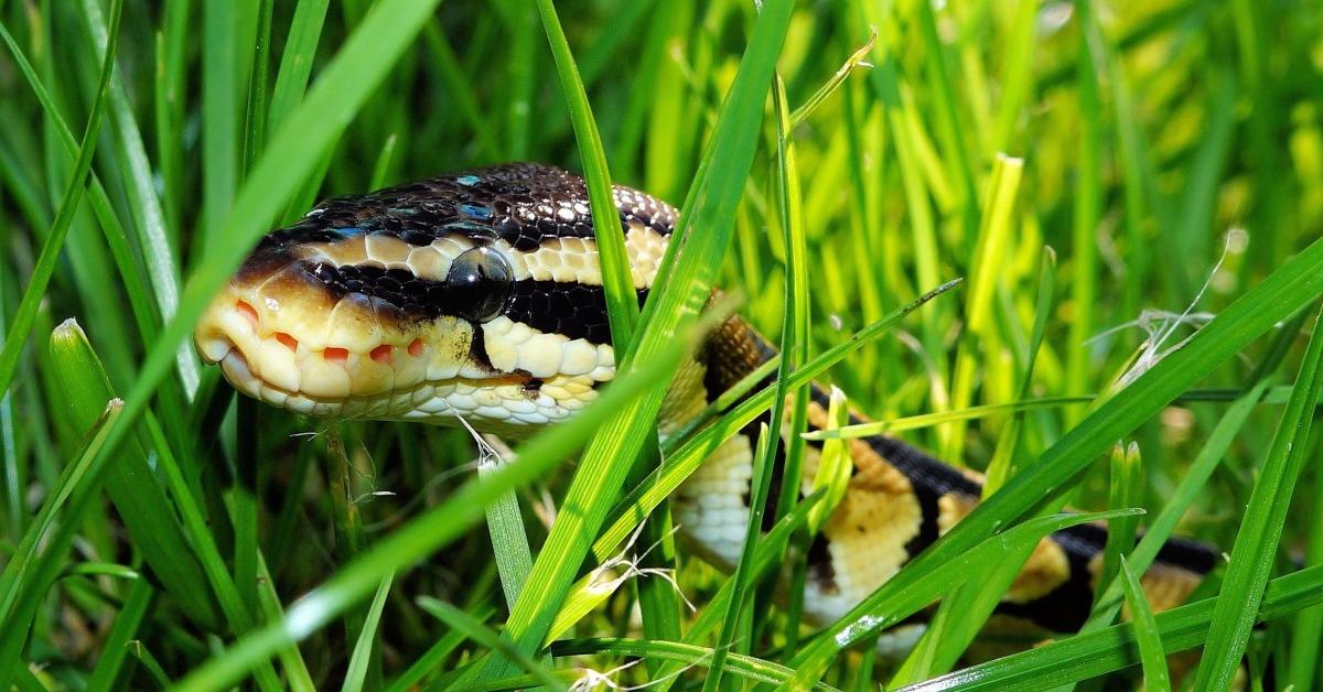 Close-up view of the Prairie Rattlesnake, known as Ular Berduri Padang Rumput in Indonesian.