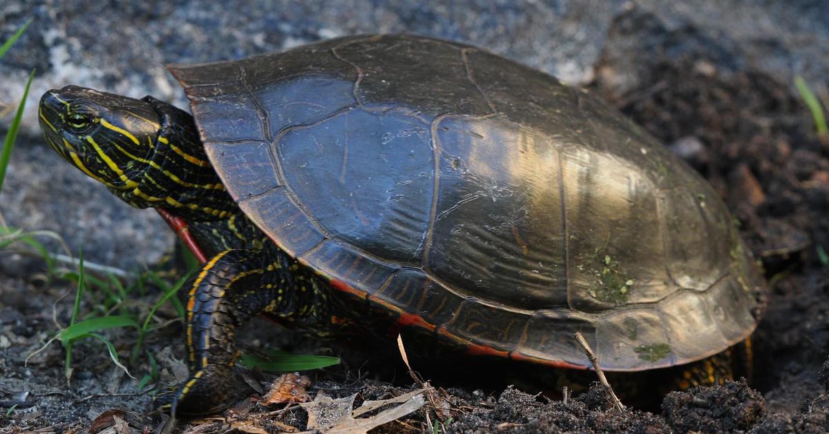 Stunning depiction of Painted Turtle, also referred to as Chrysemys picta.