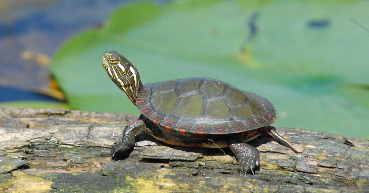 Photogenic Painted Turtle, scientifically referred to as Chrysemys picta.