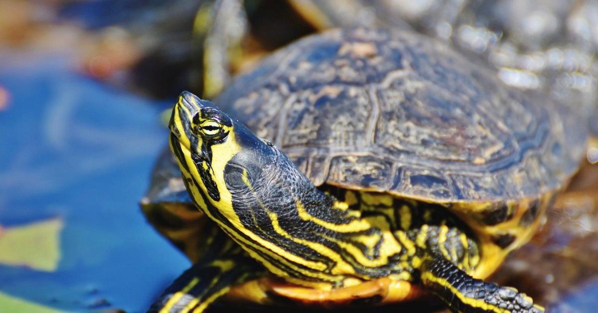 Stunning depiction of Painted Turtle, also referred to as Chrysemys picta.