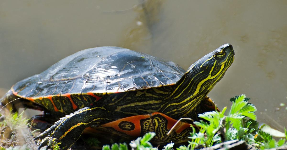 The alluring Painted Turtle, commonly referred to as Kura-kura Berwarna in Bahasa Indonesia.