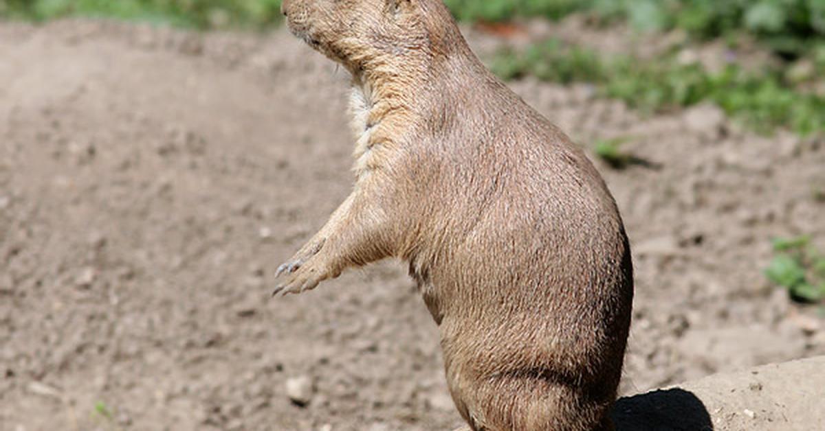 Image showcasing the Prairie Dog, known in Indonesia as Anjing Preri.