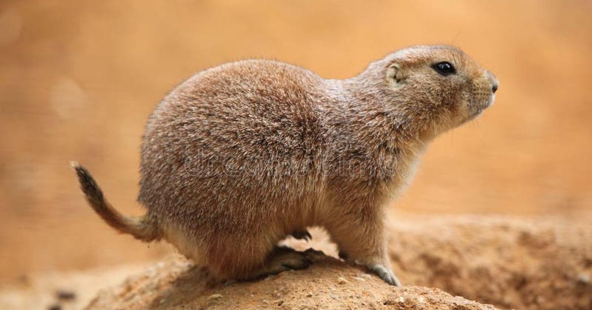 Image of the Prairie Dog (Cynomys), popular in Indonesia as Anjing Preri.