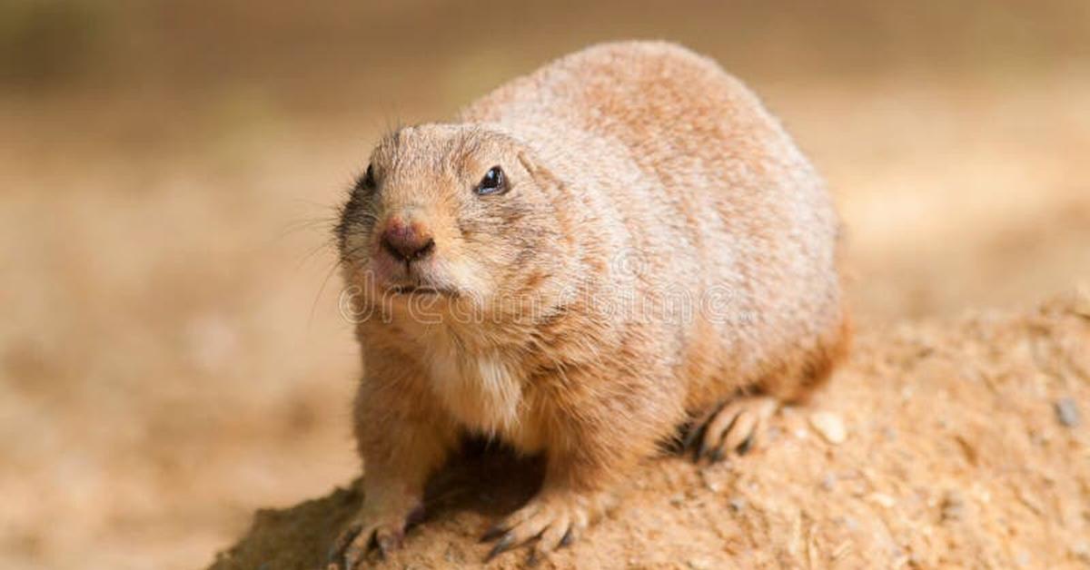 The Prairie Dog, an example of Cynomys, in its natural environment.