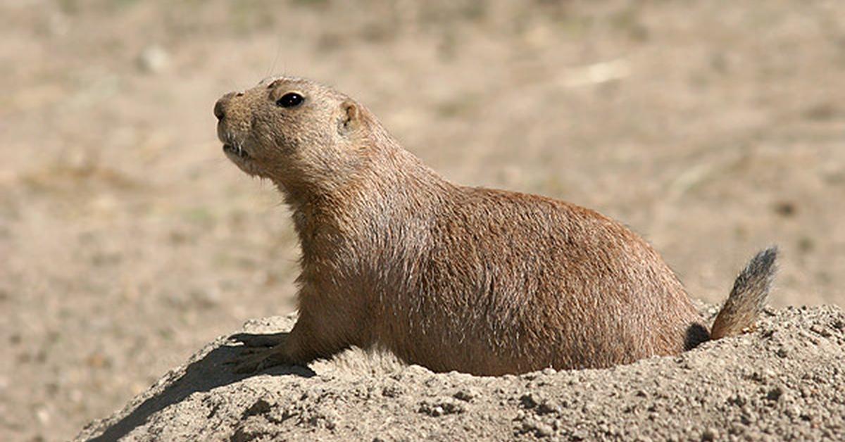 Image of the Prairie Dog (Cynomys), popular in Indonesia as Anjing Preri.