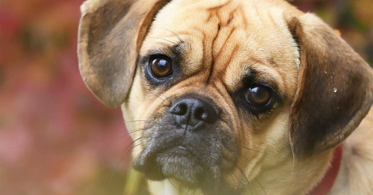 Image showcasing the Puggle, known in Indonesia as Anjing Puggle.