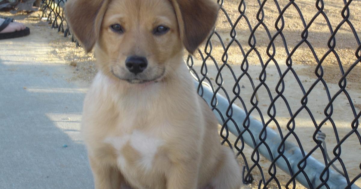 Graceful Pomeagle, a creature with the scientific name Canis lupus.