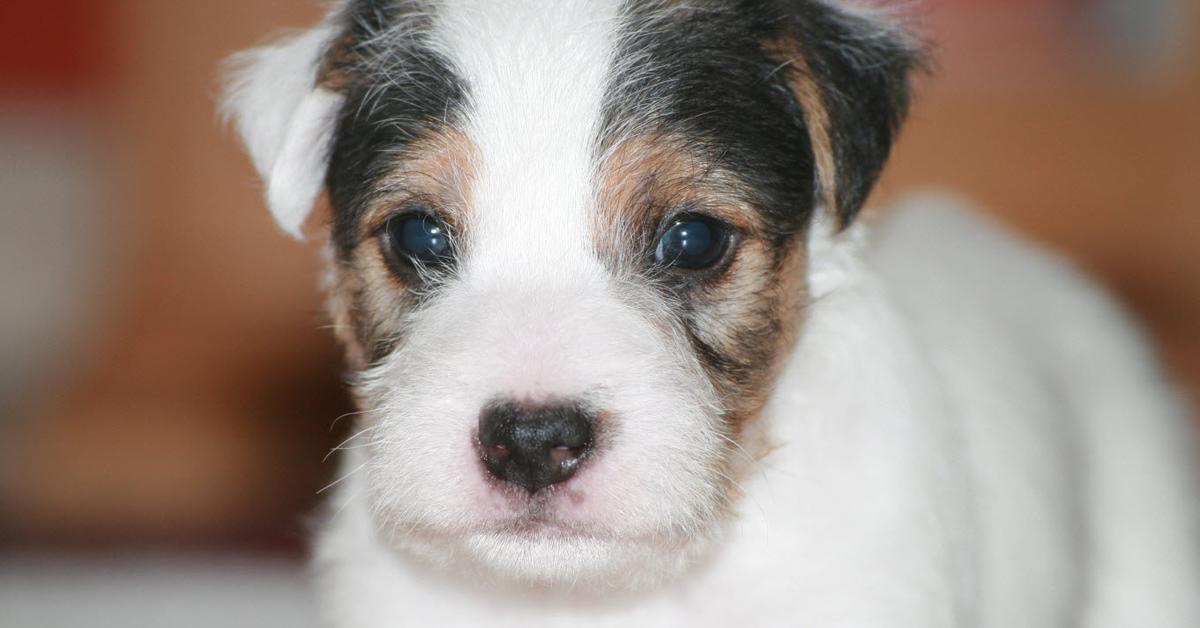 Captivating presence of the Parson Russell Terrier, a species called Canis lupus.