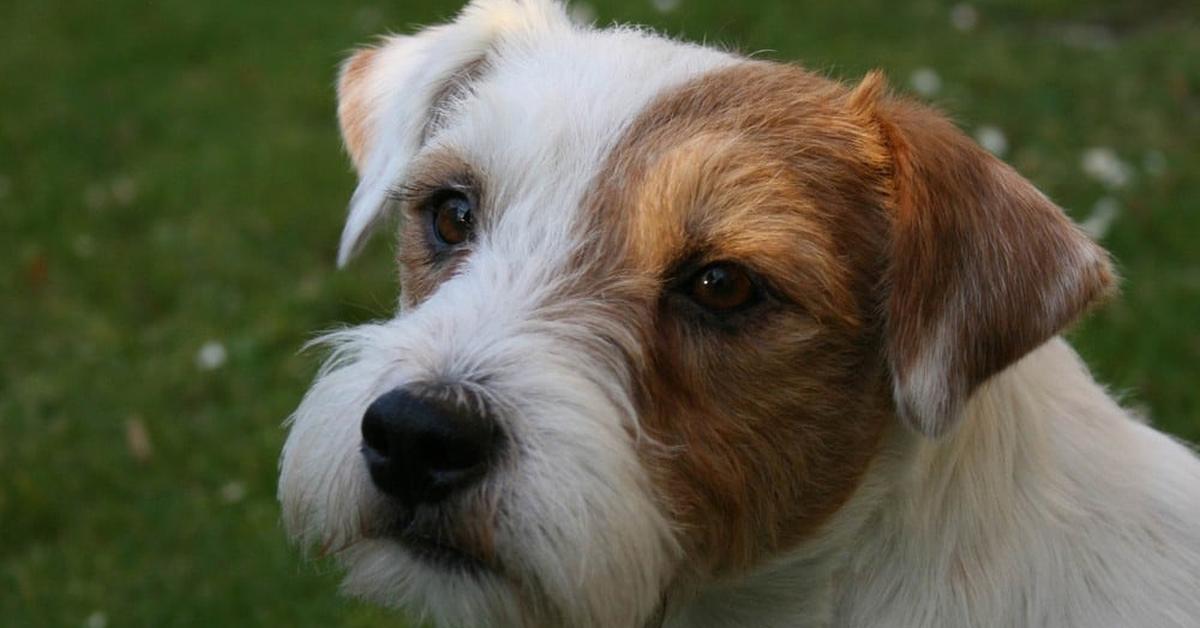 Photographic depiction of the unique Parson Russell Terrier, locally called Anjing Parson Russell Terrier.