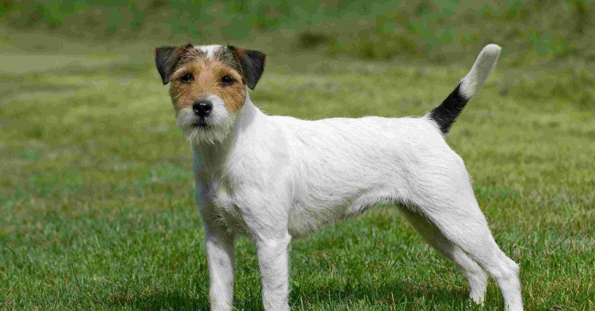 Stunning image of the Parson Russell Terrier (Canis lupus), a wonder in the animal kingdom.