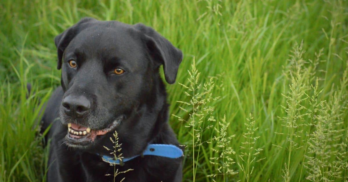 The fascinating Pitador, scientifically known as Canis lupus.