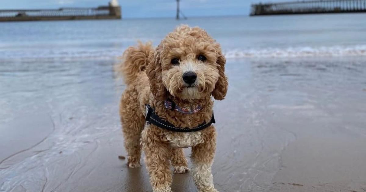 Dynamic image of the Poochon, popularly known in Indonesia as Anjing Poochon.