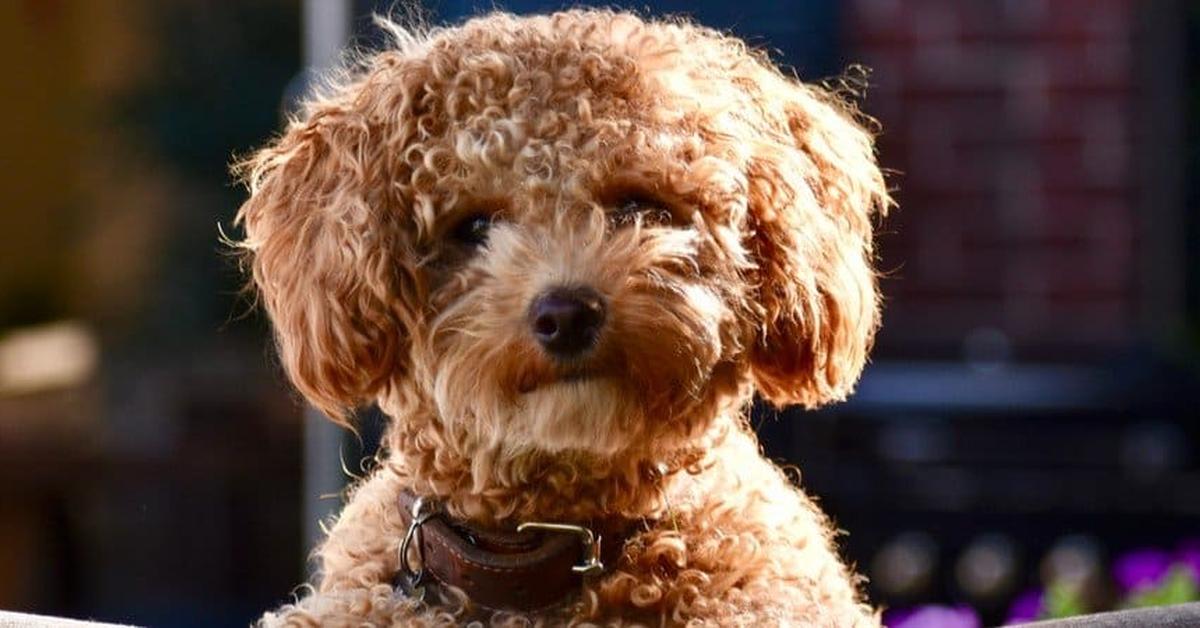 The remarkable Poochon (Canis lupus), a sight to behold.