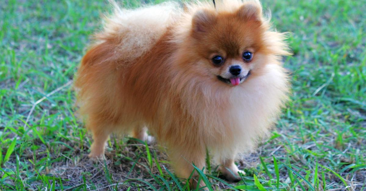 Elegant Pomeranian in its natural habitat, called Pomeranian in Indonesia.