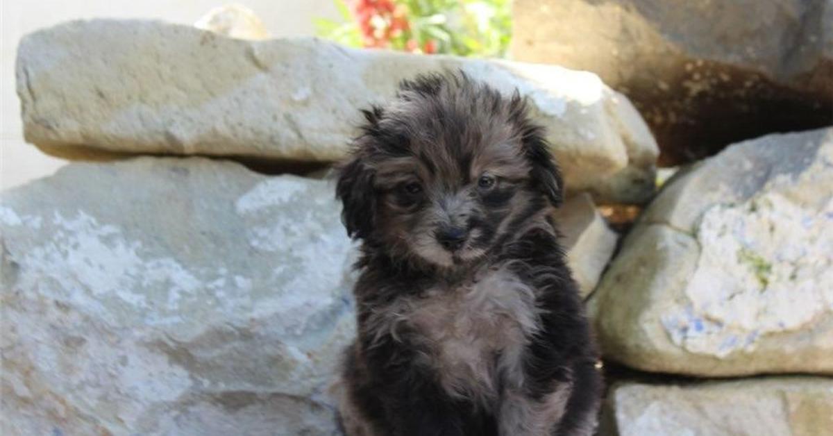 Captivating presence of the Pomapoo, a species called Canis Lupus.