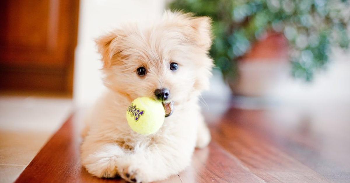 Exquisite image of Pomapoo, in Indonesia known as Anjing Pomapoo.