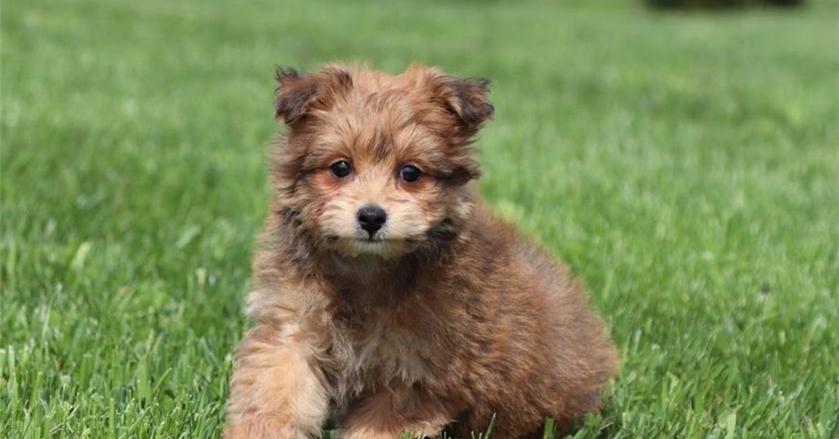 The elegant Pomapoo (Canis Lupus), a marvel of nature.