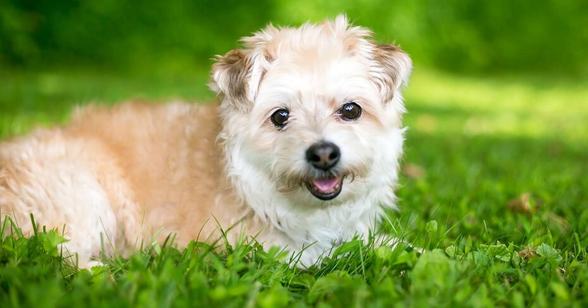 The fascinating Pomapoo, scientifically known as Canis Lupus.